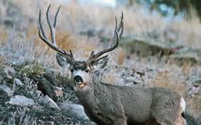 mulie